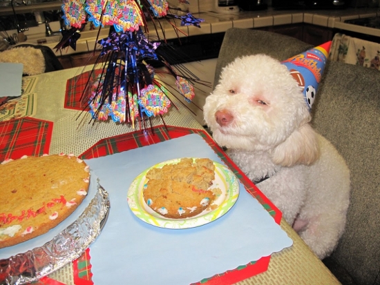 Epic Birthday Dog Meme